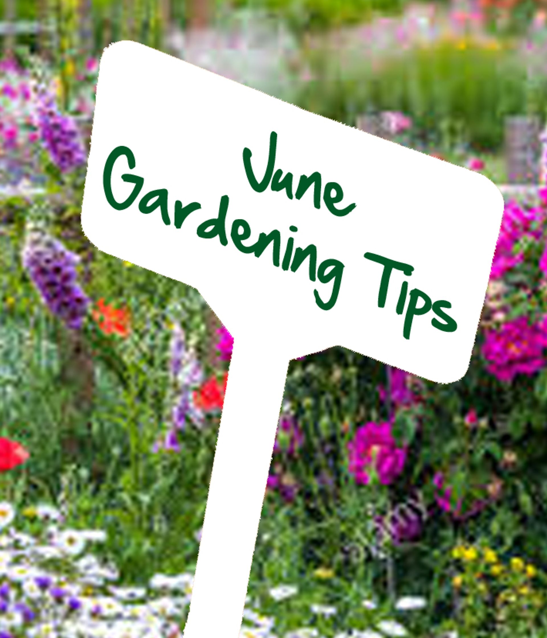 June gardening tips by Reg Moule
